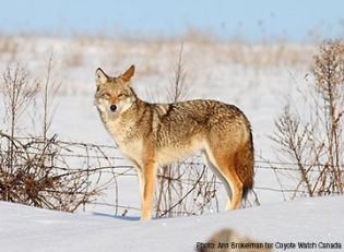 coyote.photo by ann Brokelman for Coyote watch canada